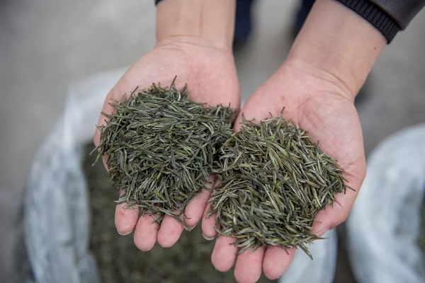 天價茶葉好壞真假全憑專家一張嘴